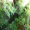 Plants: image 67 Of 208 Thumb
